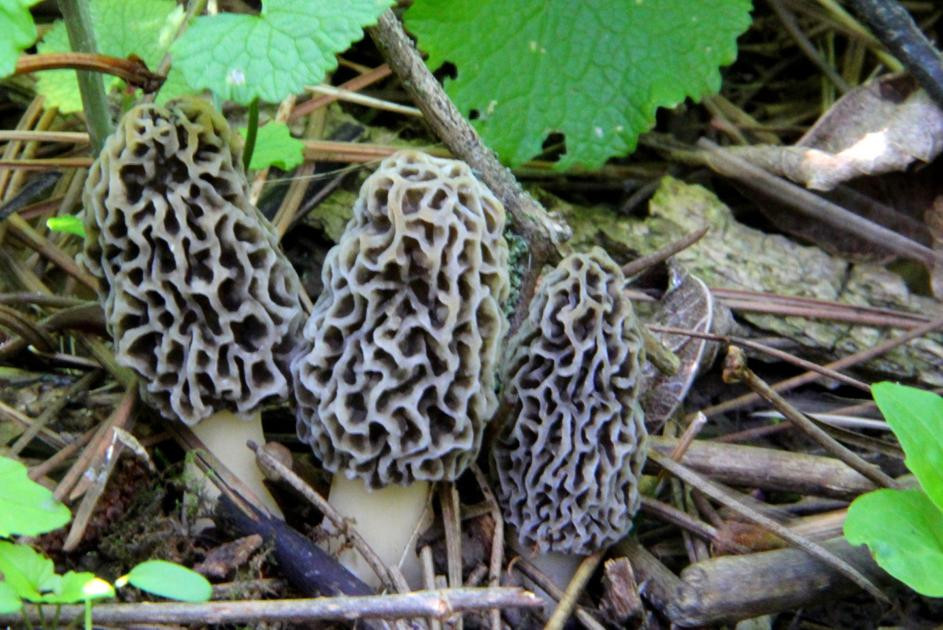 Morel Mushrooms In Wisconsin
 Jerry Davis Morel season is beginning the quest is on