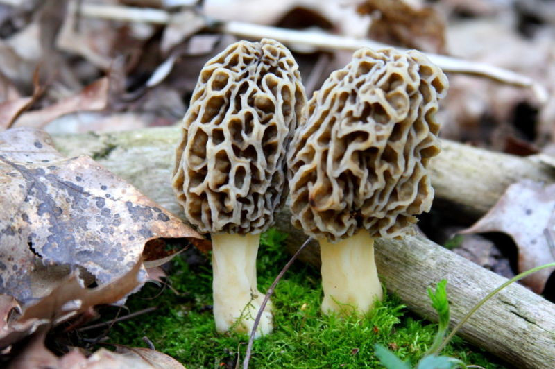 Morel Mushrooms In Wisconsin
 Jerry Davis Time to hunt for morels at hand or is it