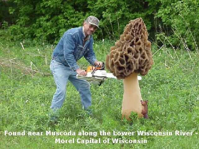 Morel Mushrooms In Wisconsin
 Effigy Mound Tours & Nature Hikes at Muscoda’s Morel