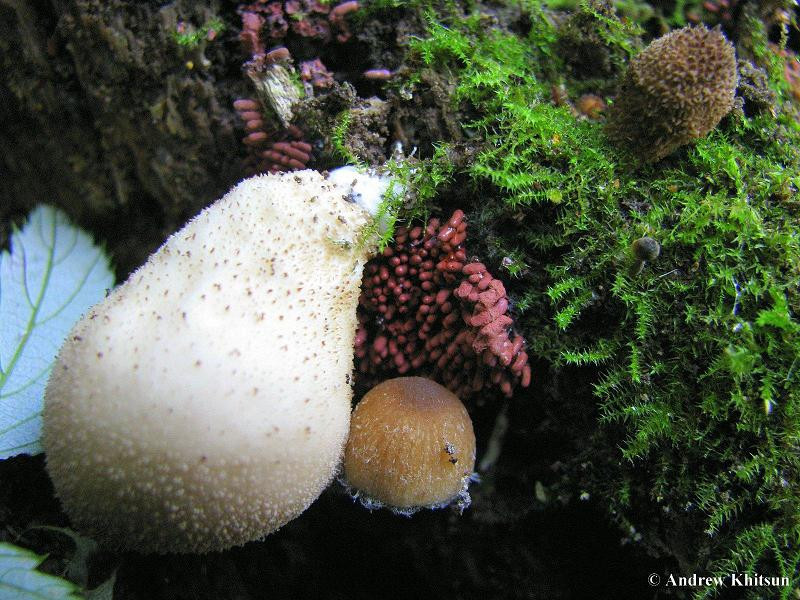 Morel Mushrooms In Wisconsin
 Wisconsin Mushrooms index