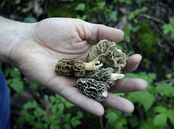 Morel Mushrooms In Wisconsin
 Wisconsin s morel hunters seek a taste of the wild