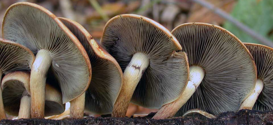 Morel Mushrooms In Wisconsin
 Biodiversity of Macrofungi in Northern Door County
