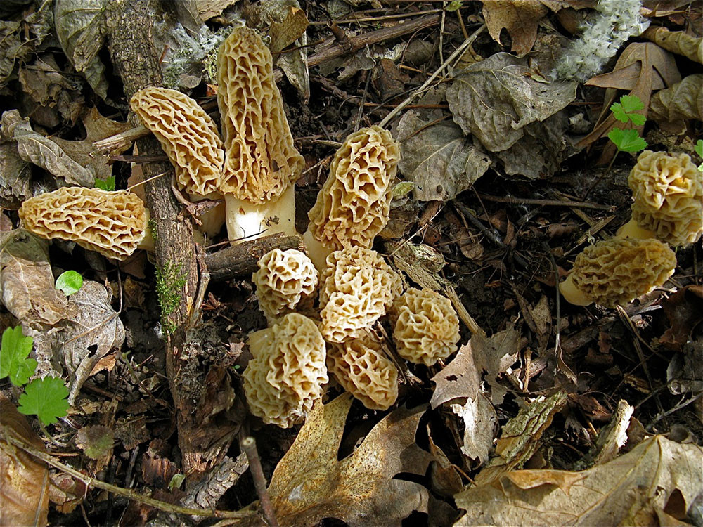 Morel Mushrooms In Wisconsin
 In Wisconsin this time of year it s all about the morel