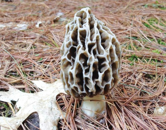 Morel Mushrooms In Wisconsin
 The Hunt Is if you look hard enough you can find some