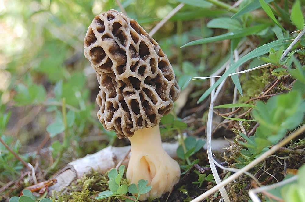Morel Mushrooms In Wisconsin
 2015 Midwest Morel Festival Guide