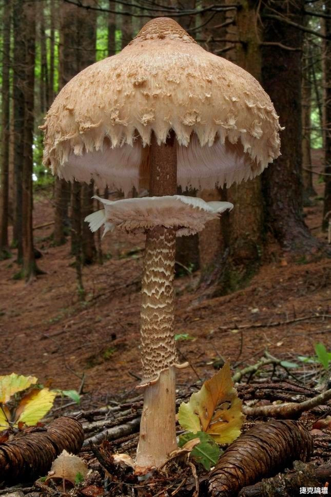 Mushroom In Italian
 Giant Mushroom Italy ART reference