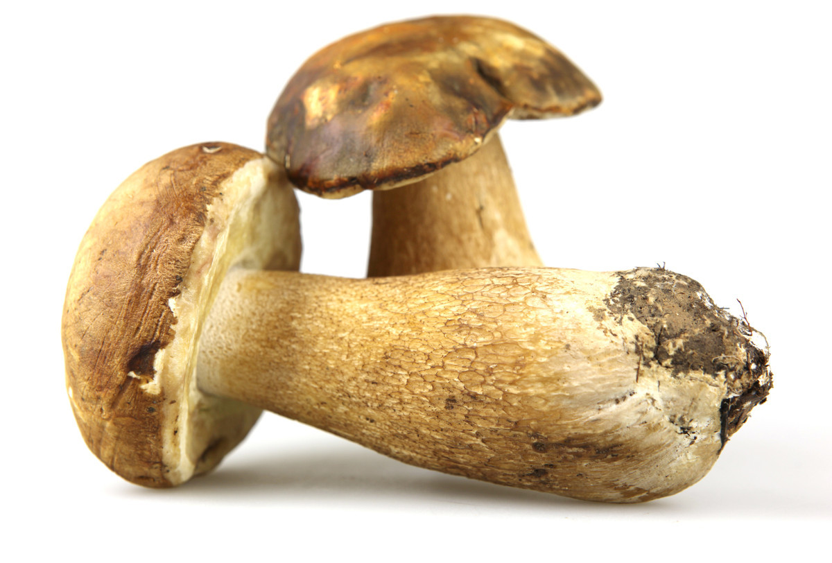 Mushroom In Italian
 Every Type Mushroom You Need To Know About
