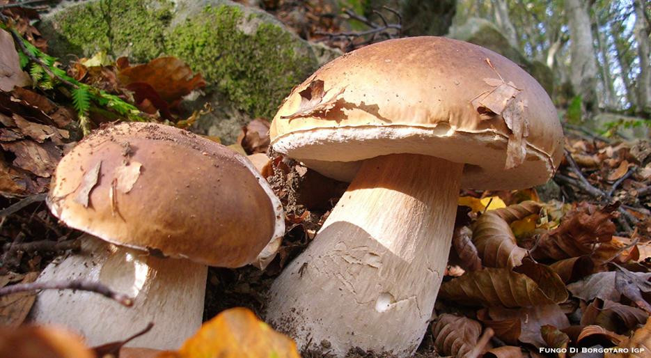 Mushroom In Italian
 Italian Delicacies Porcino mushroom of Borgotaro PGI