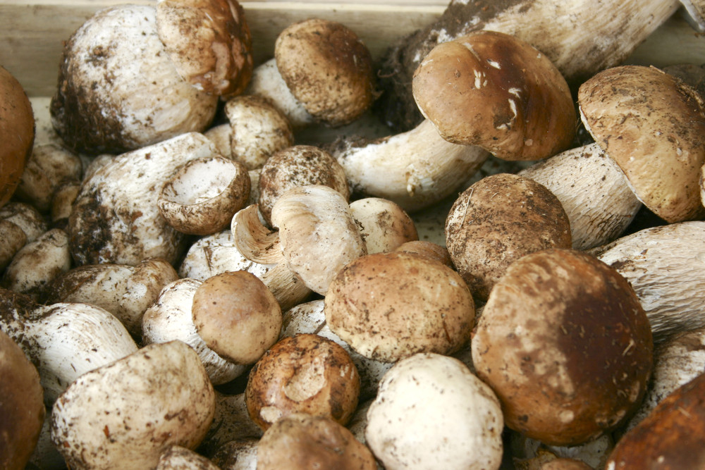 Mushroom In Italian
 What & Where Italian Fall Foods Italy Blog