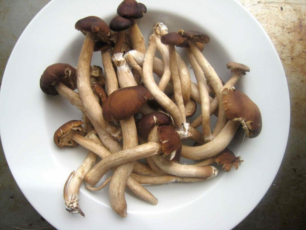 Mushroom In Italian
 Piopinni Mushroom Bruschetta Prepgreen