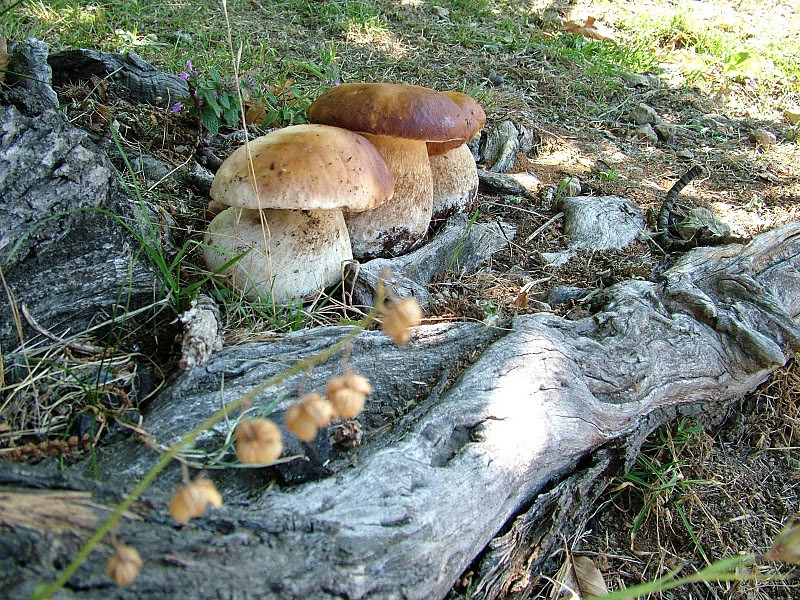 Mushroom In Italian
 Porcini – The Italian Mushroom