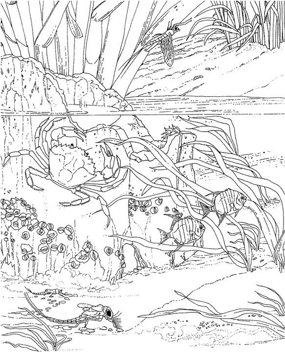 Ocean Coloring Pages For Adults
 Seascape Ocean Coloring Page