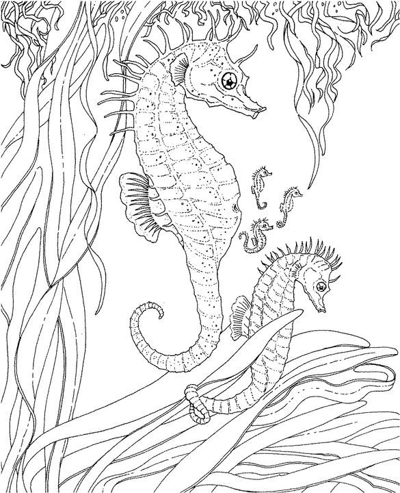 Ocean Coloring Pages For Adults
 Seascape Ocean Coloring Page