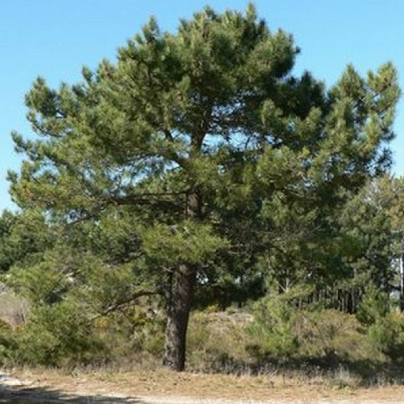 Pins Arbre
 Pin maritime Pinus Pinaster Vente Arbuste