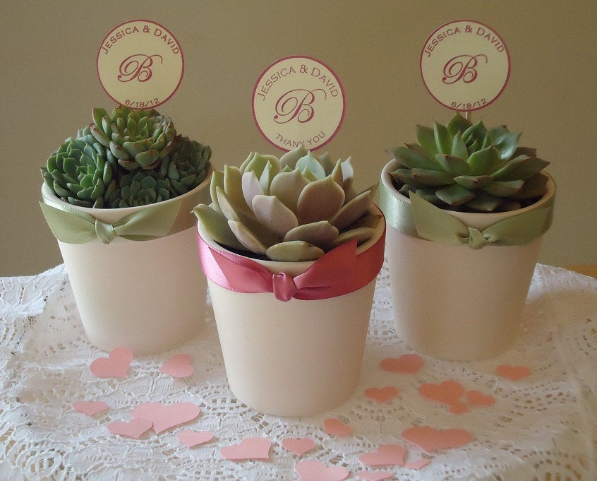 Plant Wedding Favors
 6 Succulent Plant Wedding Favors Rosettes in 3 by