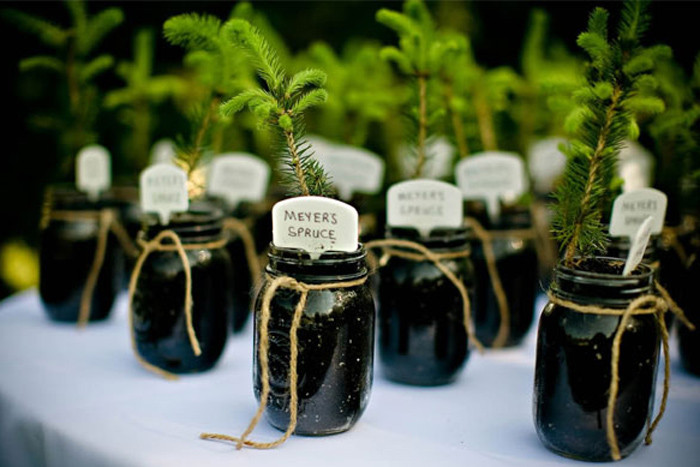 Plant Wedding Favors
 DIY Wedding Plant Favors are Perfect for a Green Wedding