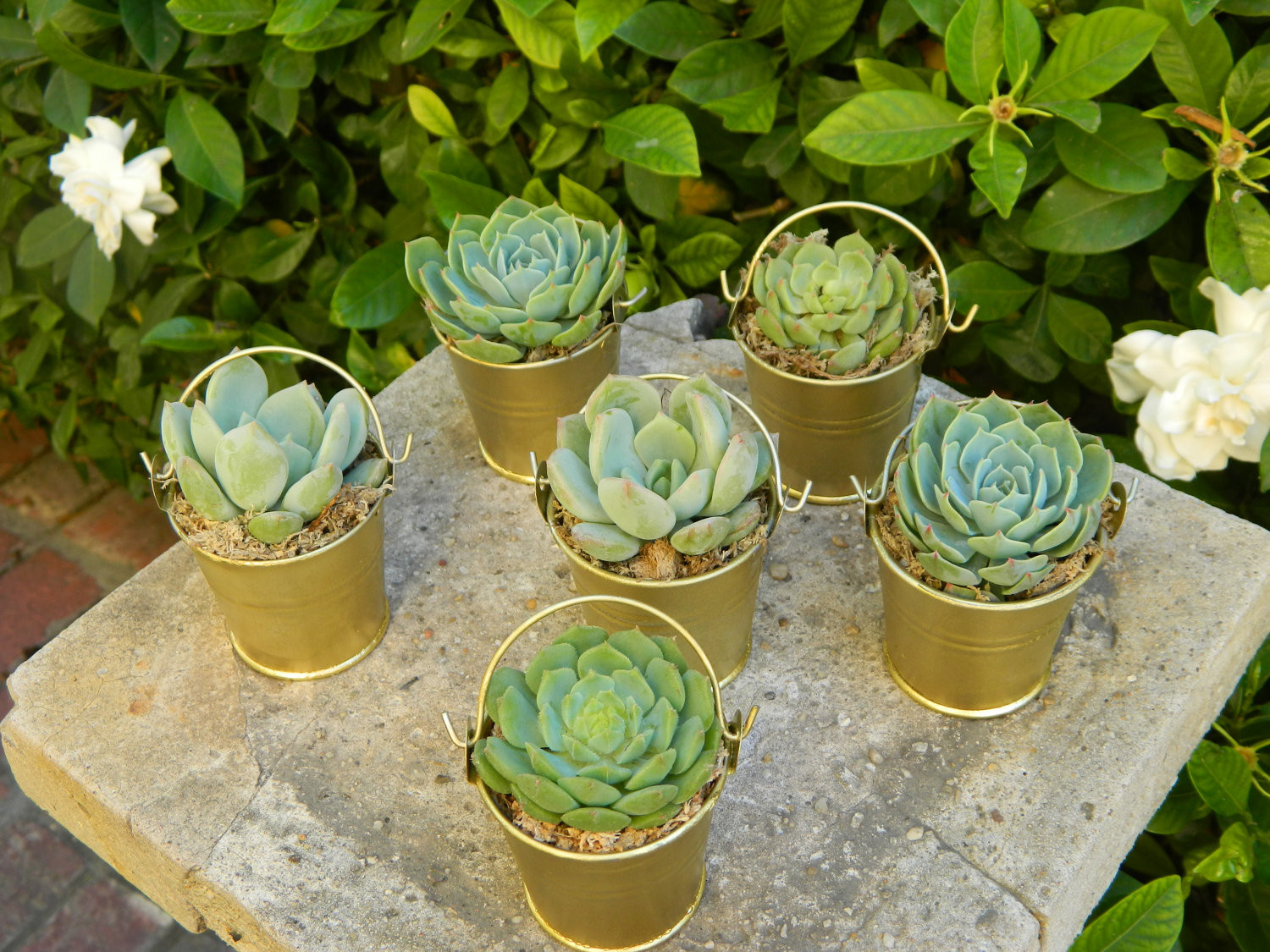 Plant Wedding Favors
 Say “I Do” to These Fab 51 Rustic Wedding Decorations