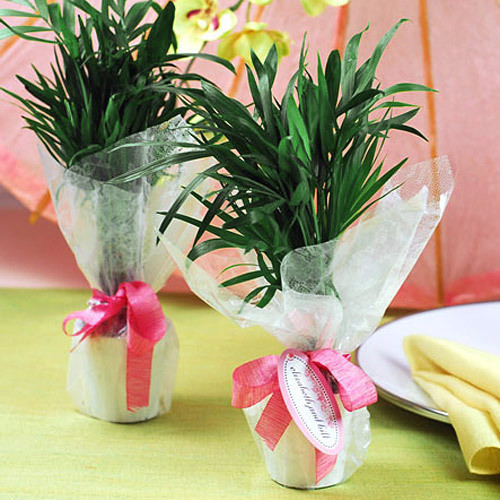 Plant Wedding Favors
 Mini Palm Plant Wedding Favors