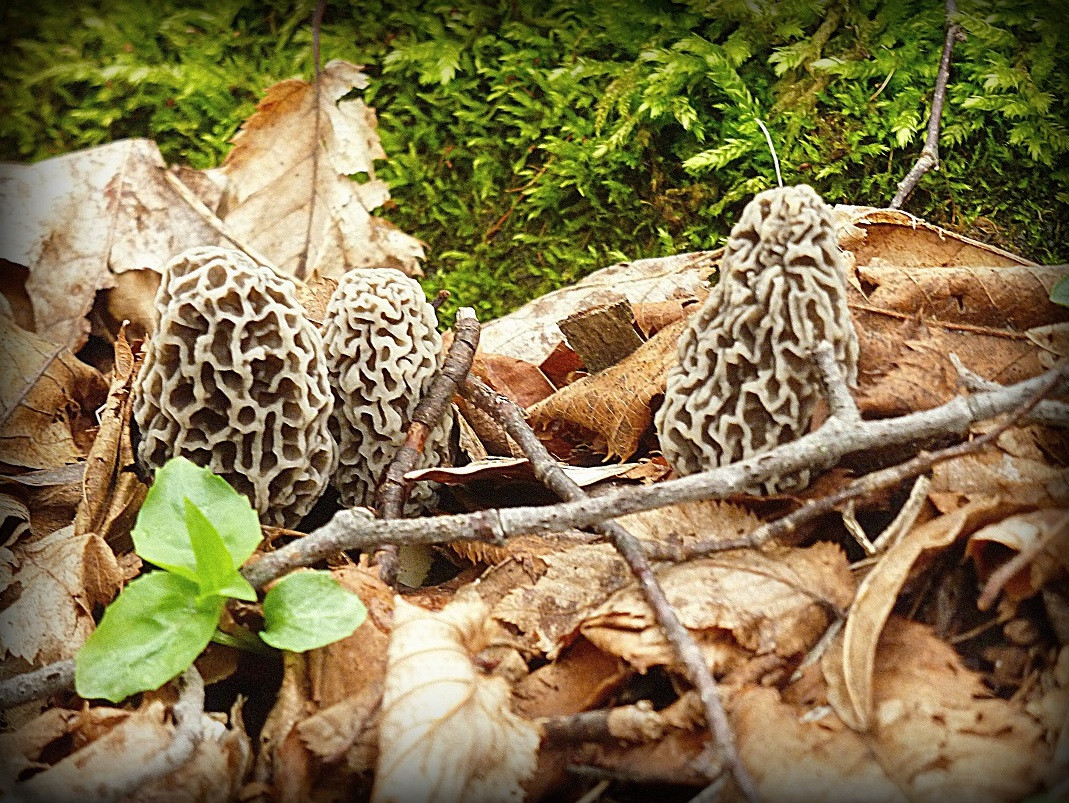 Preserving Morel Mushrooms
 5 2 17 mushrooms 6 2 25 – The Great Morel
