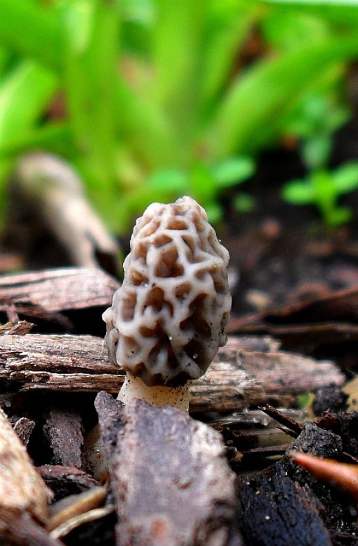 Preserving Morel Mushrooms
 How To Preserve Wild Morel Mushrooms