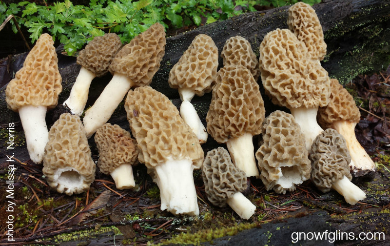 Preserving Morel Mushrooms
 Easy Way To Preserve And Eat Tasty Morels