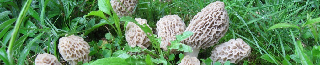Preserving Morel Mushrooms
 Foraging Morel Mushrooms How to Find Identify Preserve