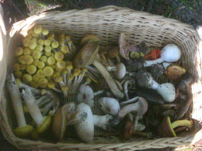 Preserving Morel Mushrooms
 Preserving mushrooms
