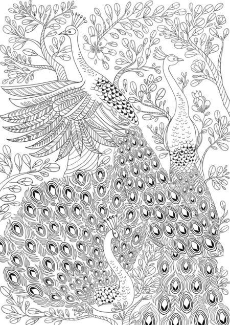 Printable Detailed Coloring Pages
 Beautiful Peacock adult colouring