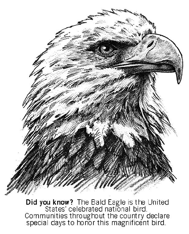 Printable Detailed Coloring Pages
 Bald Eagle Coloring Page