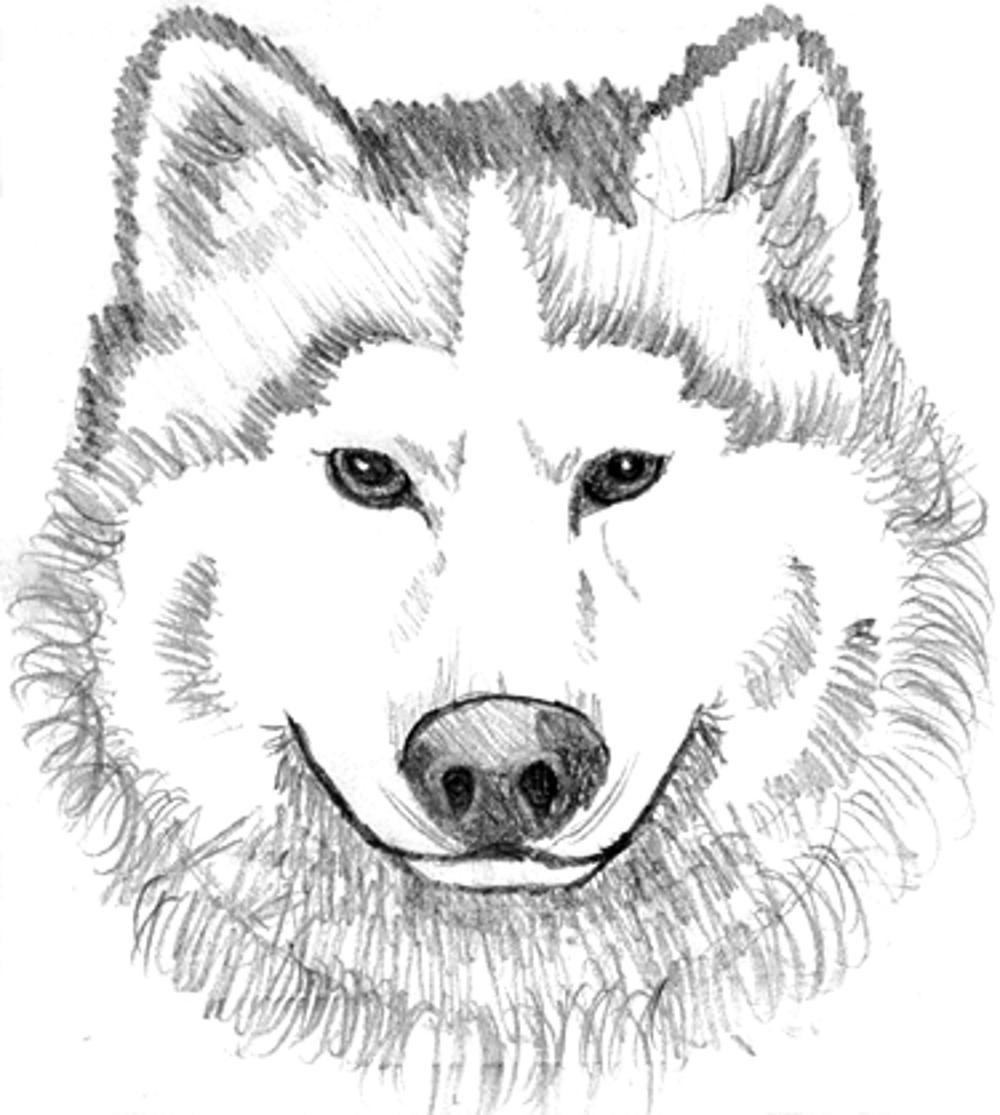 Printable Wolf Coloring Pages
 Print & Download Wolf Coloring Pages Theme