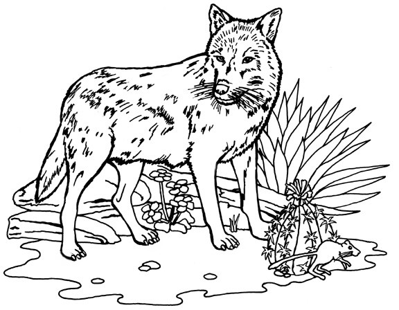 Printable Wolf Coloring Pages
 Wild Animal " Wolf " Printable Coloring Pages