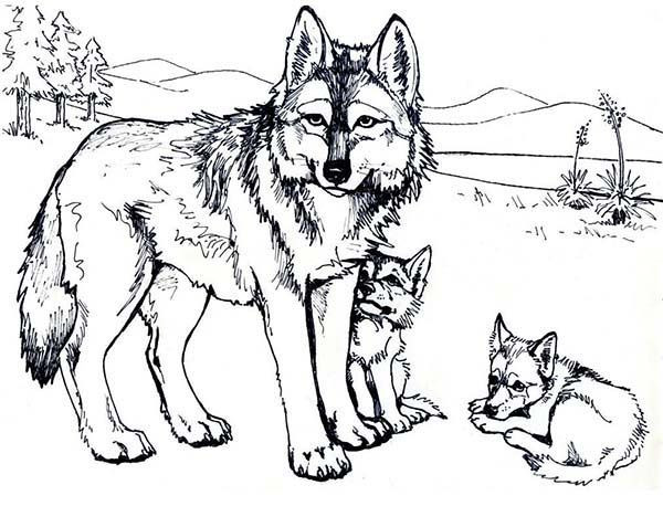 Printable Wolf Coloring Pages
 Wolf Coloring Pages Free Printable warnai