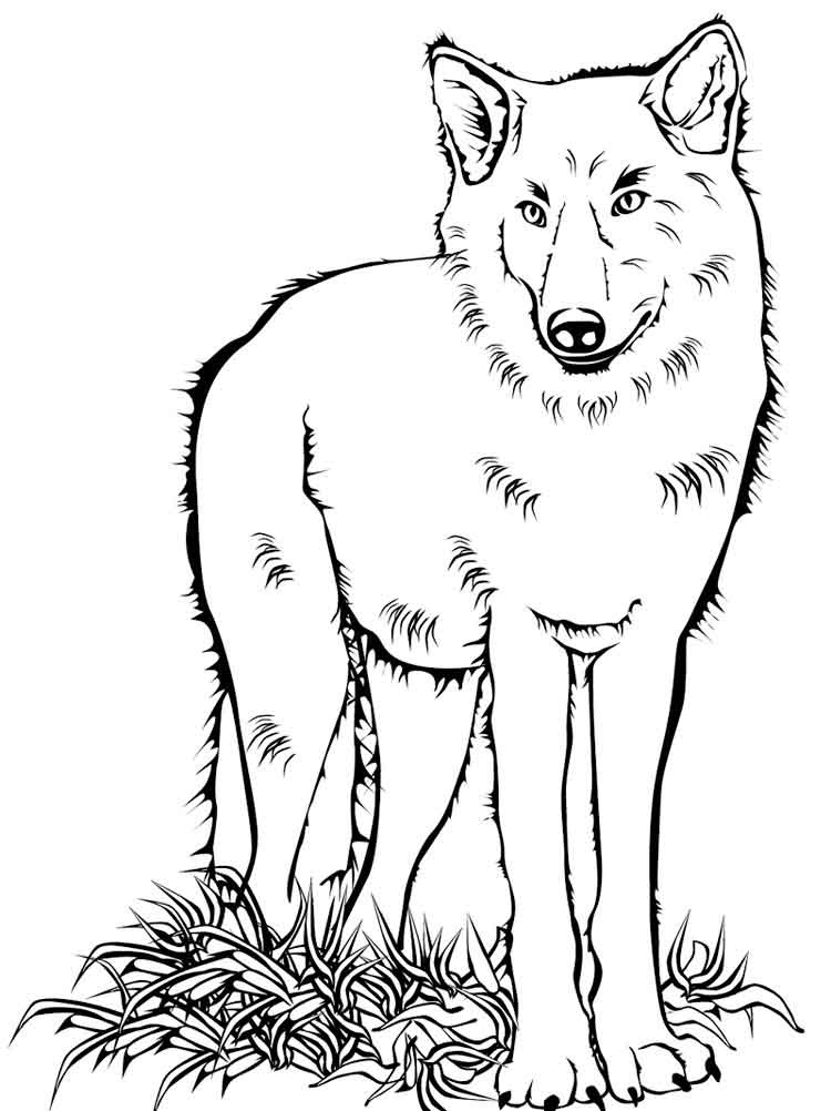 Printable Wolf Coloring Pages
 Wolf coloring pages Download and print wolf coloring pages