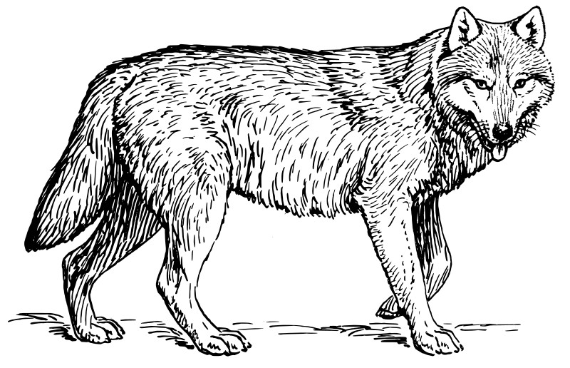 Printable Wolf Coloring Pages
 Wolf Coloring Pages 2