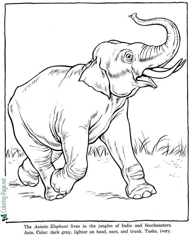 Printable Zoo Animal Coloring Pages
 Zoo Coloring Pages