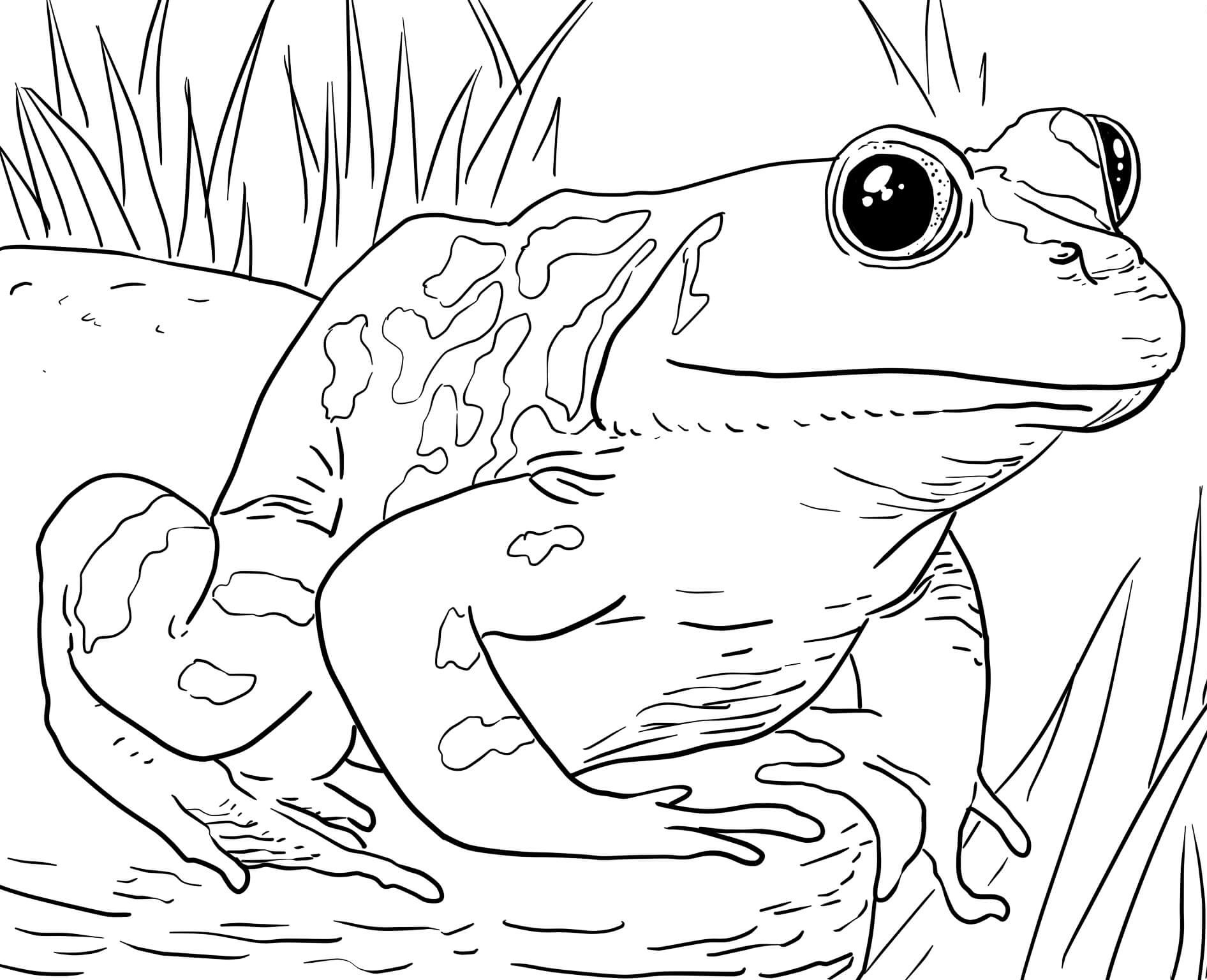 Printable Zoo Animal Coloring Pages
 Zoo Animals Coloring Pages Best Coloring Pages For Kids