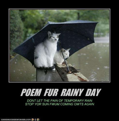 Rainy Quotes Funny
 Rainy Day Quotes Funny Animals QuotesGram