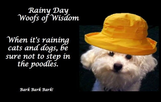 Rainy Quotes Funny
 Rainy Day Inspirational Quotes QuotesGram