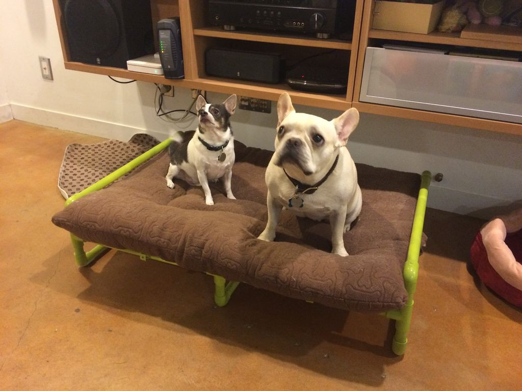 Raised Dog Bed DIY
 PVC Pipe Raised Dog Bed 7 Steps with