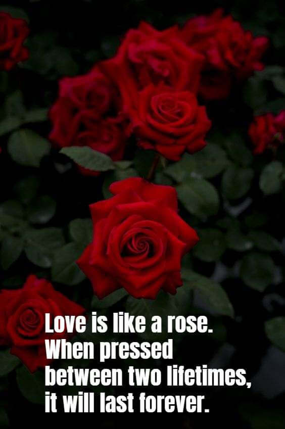 Rose Romantic Quotes
 30 Happy Rose Day 2020 Quotes Wishes & Poems