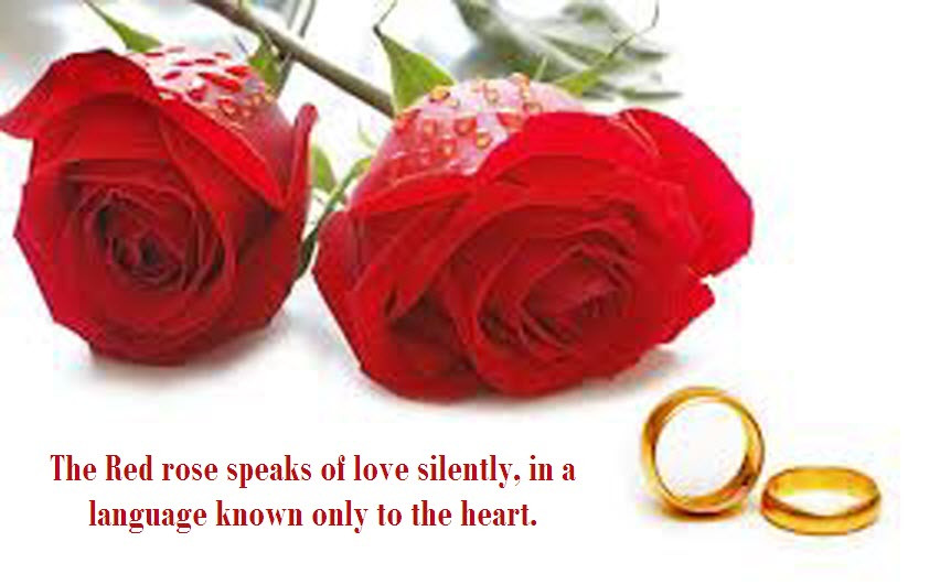 Rose Romantic Quotes
 Quotes About Love And Roses QuotesGram