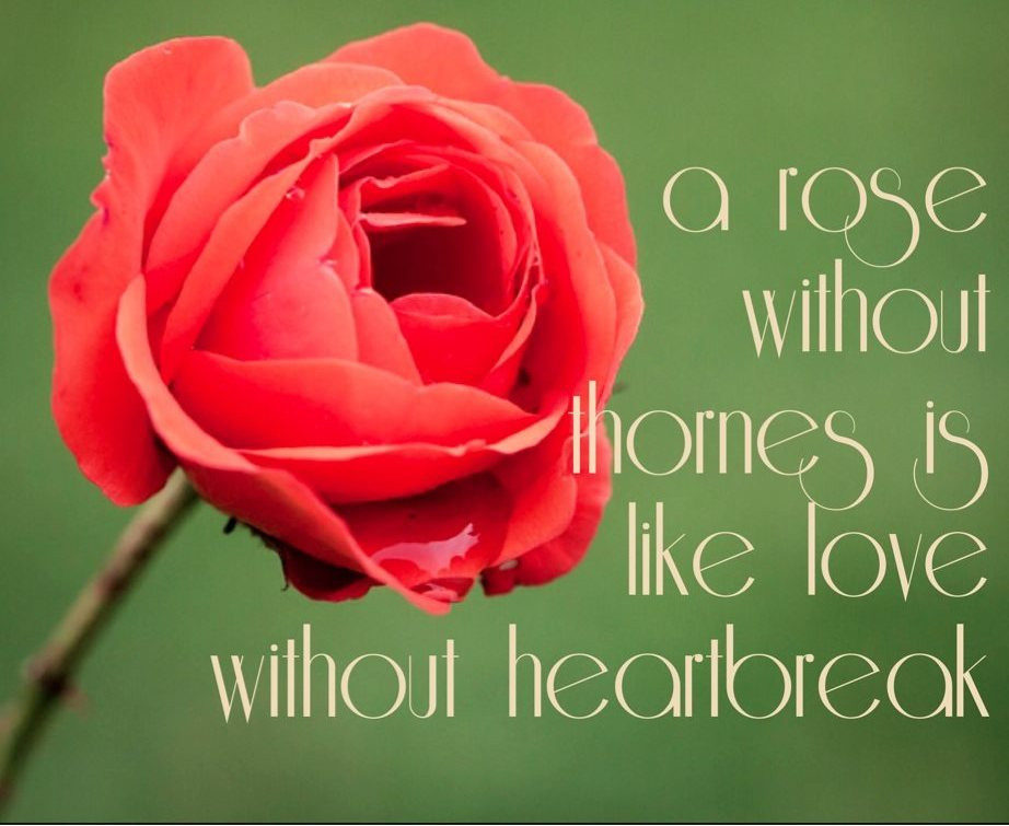 Rose Romantic Quotes
 50 Best Rose Quotes To Show Your Love – The WoW Style