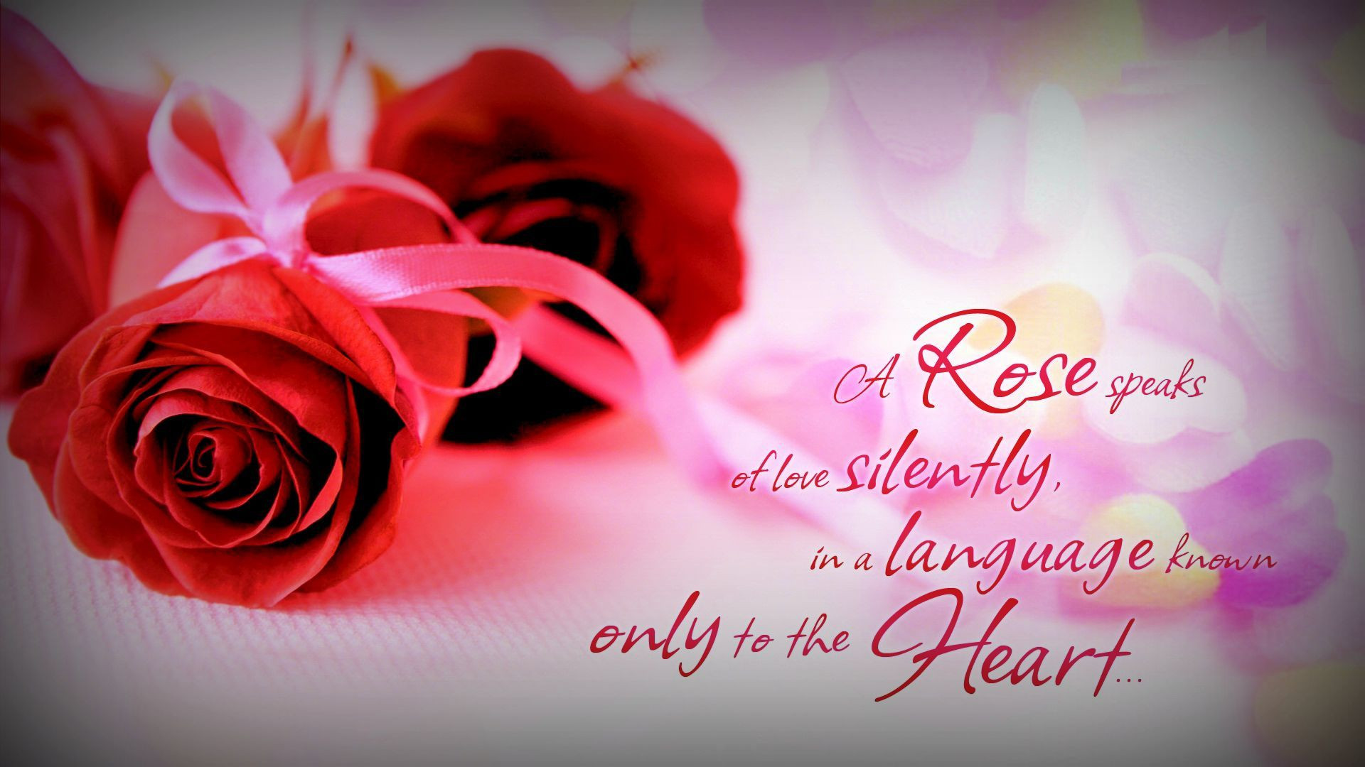 Rose Romantic Quotes
 A Rose Speaks…
