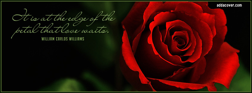 Rose Romantic Quotes
 Quotes About Red Roses QuotesGram