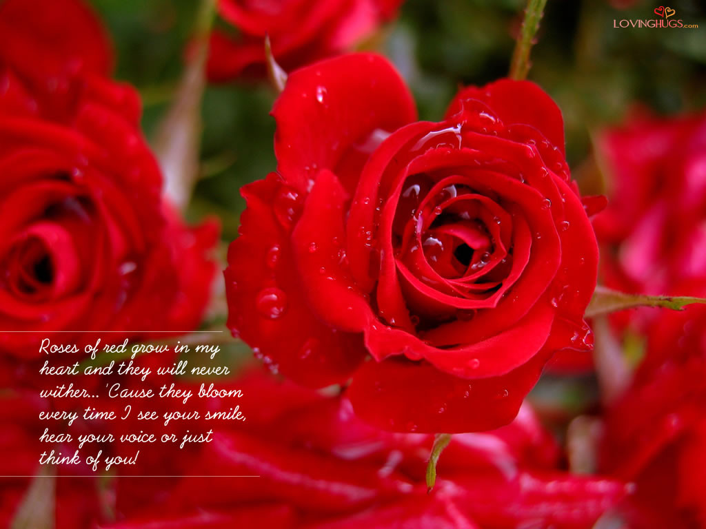 Rose Romantic Quotes
 Romantic Quotes About Roses QuotesGram