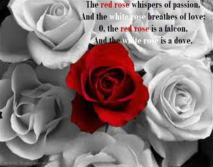 Rose Romantic Quotes
 Latest Most Beautiful Red Rose with Romantic Love