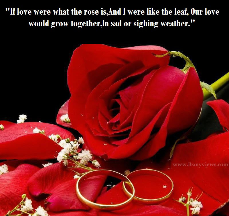 Rose Romantic Quotes
 Latest Most Beautiful Red Rose with Romantic Love