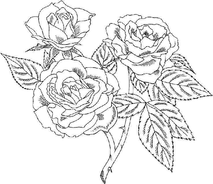 Roses Coloring Pages For Adults
 isimez coloring pages for adults roses
