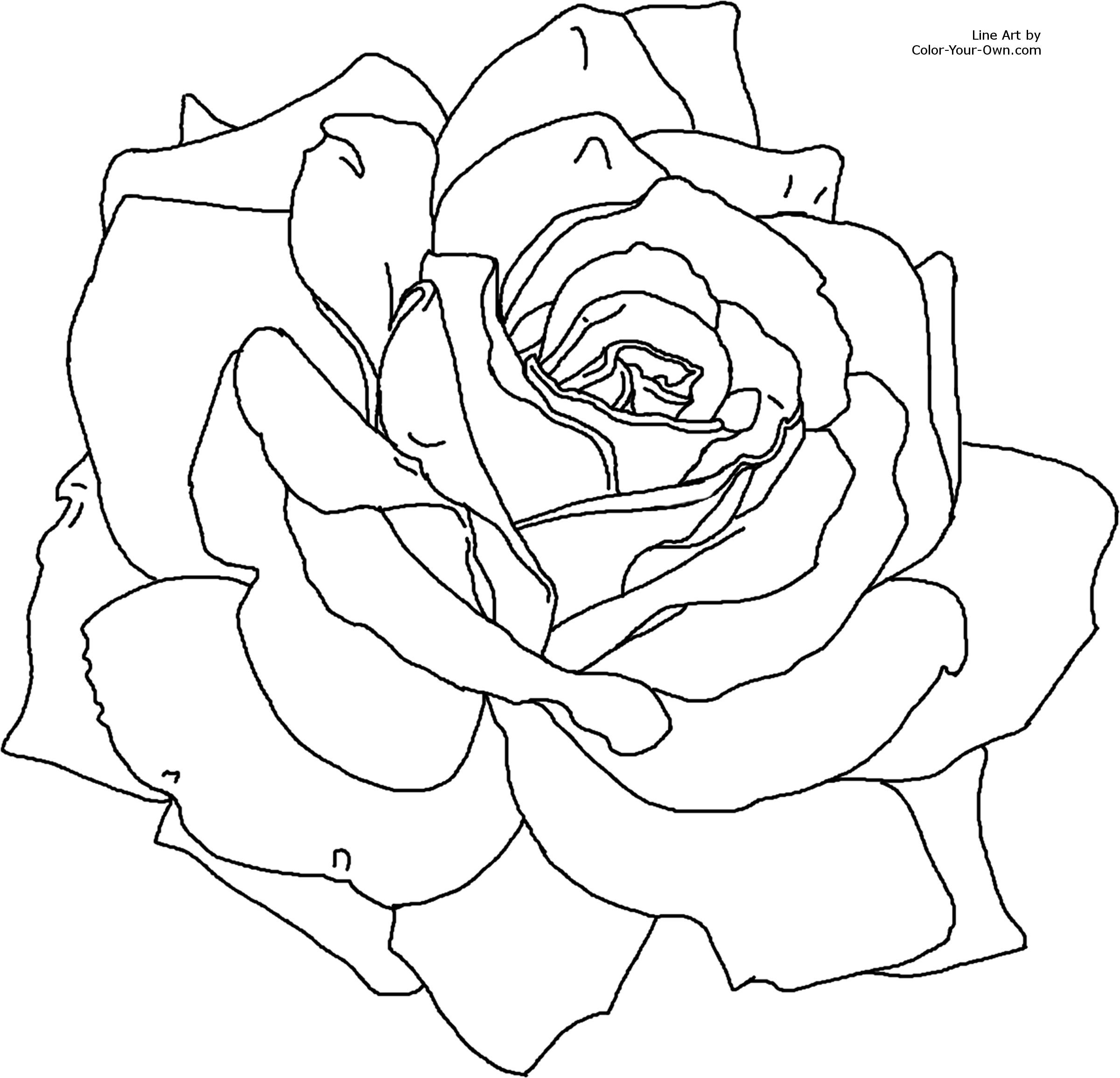 Roses Coloring Pages For Adults
 knumathise Realistic Rose Drawing Outline