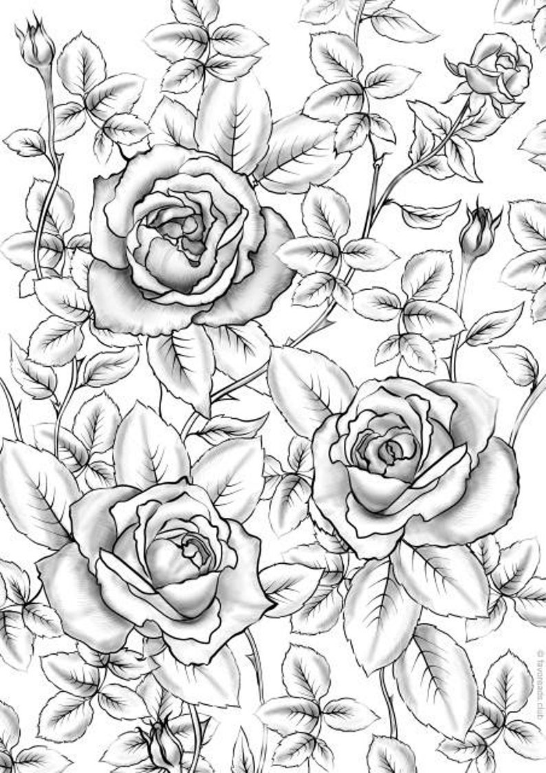 Roses Coloring Pages For Adults
 Roses Printable Adult Coloring Page from Favoreads